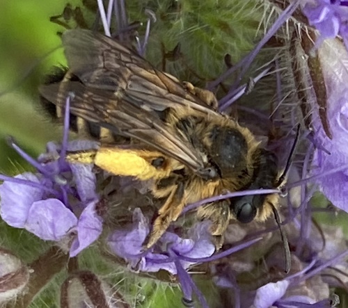 Yellow-legged Mining Bee, Oude Doorn, Almkerk, North Brabant, NL, photo 9 of 10