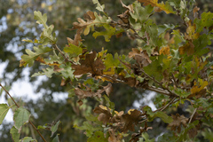 Quercus ithaburensis macrolepis