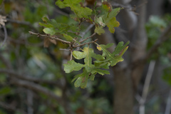 Quercus ithaburensis macrolepis