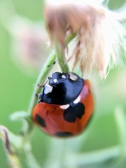 Coccinella septempunctata