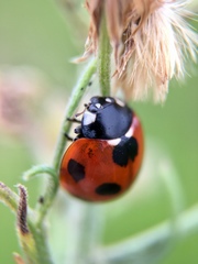 Coccinella septempunctata