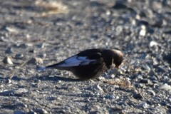 Leucosticte arctoa