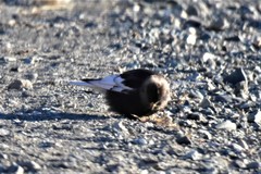 Leucosticte arctoa