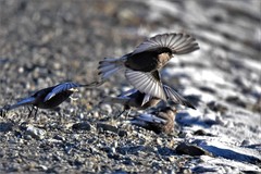 Leucosticte arctoa