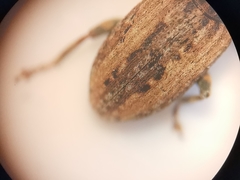Sitona cinnamomeus