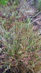 Drosanthemum hispidum