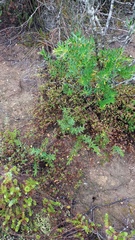 Drosanthemum hispidum