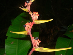 Heliconia richardiana