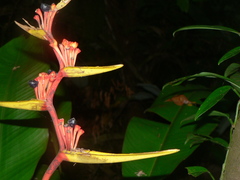 Heliconia richardiana