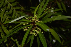 Tasmannia stipitata