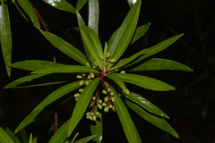 Tasmannia stipitata