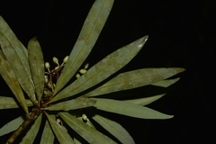 Tasmannia stipitata