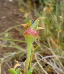 Delosperma neethlingiae