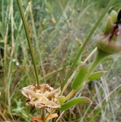 Delosperma neethlingiae
