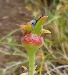 Delosperma neethlingiae