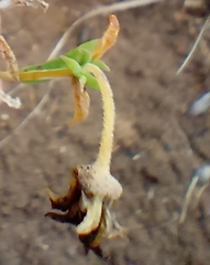 Delosperma neethlingiae