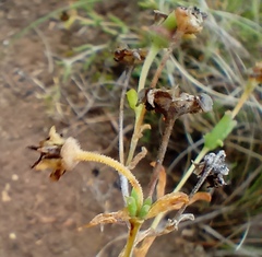 Delosperma neethlingiae