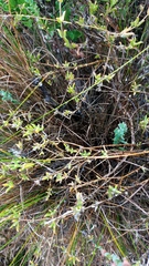 Delosperma neethlingiae