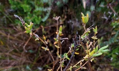 Delosperma neethlingiae