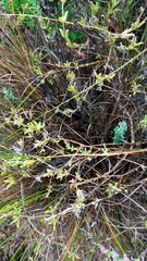 Delosperma neethlingiae