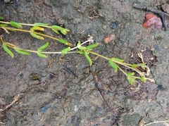 Delosperma neethlingiae