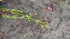 Delosperma neethlingiae