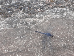 Bradinopyga konkanensis