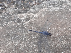 Bradinopyga konkanensis