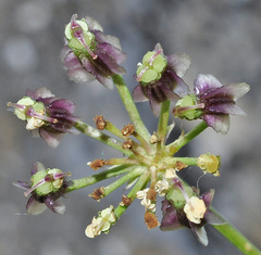 Laserpitium gallicum