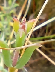 Delosperma neethlingiae