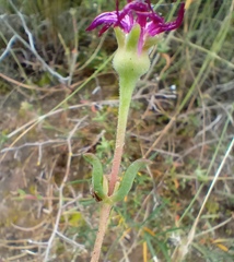 Delosperma neethlingiae