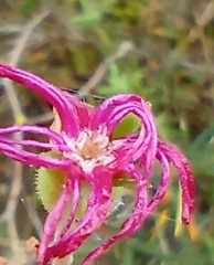 Delosperma neethlingiae