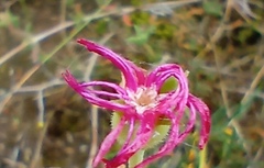 Delosperma neethlingiae