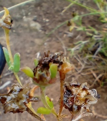 Delosperma neethlingiae