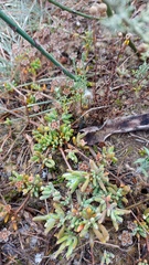 Drosanthemum hispidum