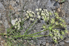 Laserpitium gallicum