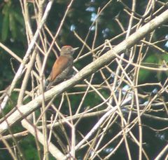 Dryobates sanguineus