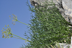 Laserpitium gallicum