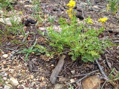 Cymopterus hallii