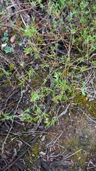 Delosperma neethlingiae