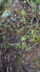 Delosperma neethlingiae