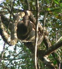 Choloepus didactylus