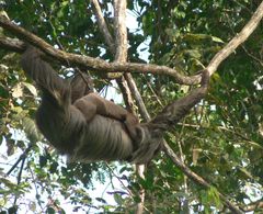 Choloepus didactylus