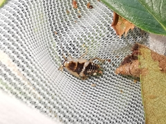 Planuncus tingitanus