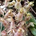 Orquídea de Labios Suaves - Photo (c) batcoat55, algunos derechos reservados (CC BY-NC), subido por batcoat55