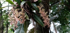 Leochilus oncidioides