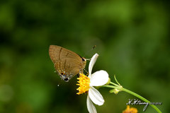 Rapala varuna formosana