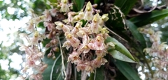 Leochilus oncidioides