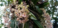 Leochilus oncidioides