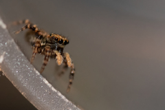 Pseudeuophrys